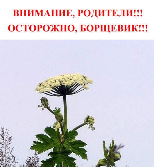 ОСТОРОЖНО, БОРЩЕВИК!!!